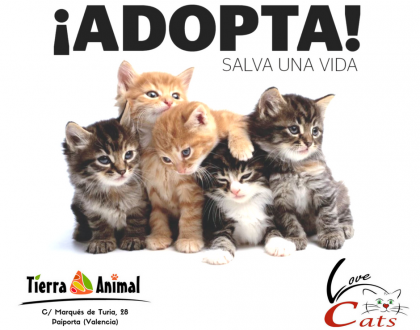 Jornada de adopción de gatos en Tierra Animal Paiporta